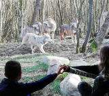 Calvyn et les loups!